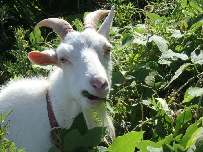 ヤギ除草実験の様子1(2024年5月~6月)