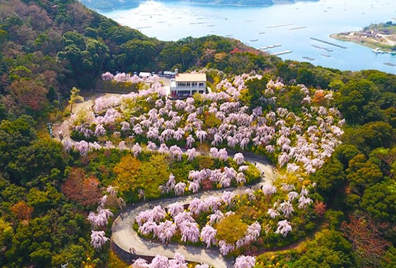 徳島県 アオアヲ ナルト リゾート 圧巻 しだれ桜４５０本 花見山 お花見弁当 天然温泉 絶景釣り堀 スイーツ 癒やしの春旅 日帰りプラン Newscast