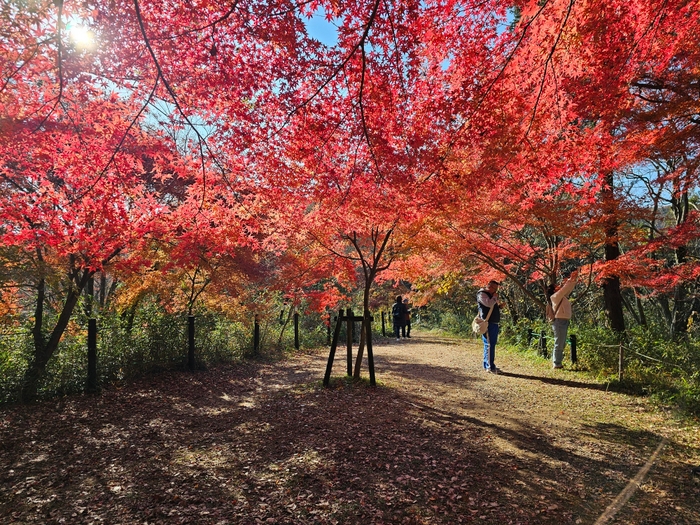 嵐山渓谷モミジのカーテン