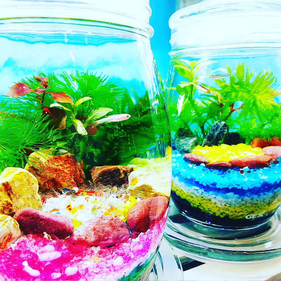 おうちで癒しのミニ水族館が楽しめる!