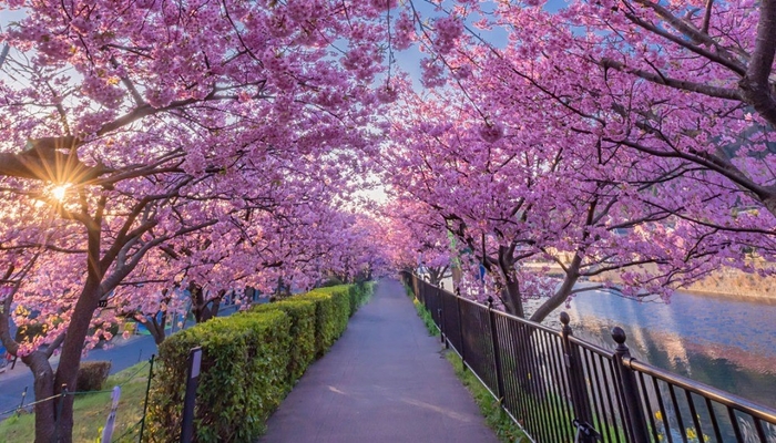 河津桜まつり「河津川沿いに植えられた河津桜」