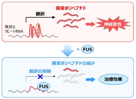 ALSとFTDの原因となる異常なポリペプチドの合成をFUSが制御することで、治療効果を発揮すること発見