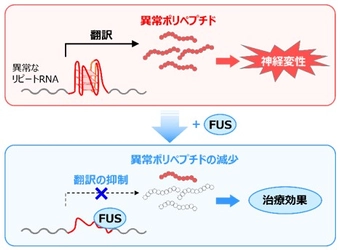 筋萎縮性側索硬化症と前頭側頭型認知症の新たな治療戦略への期待　異常なポリペプチドの合成を制御するメカニズムを発見