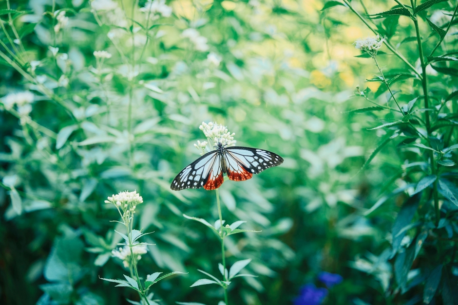 フジバカマ_10月上旬～10月下旬