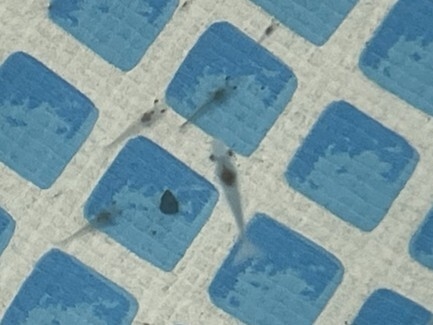 バナメイエビ稚エビ