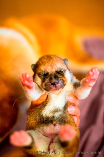 秋田犬のおやこ(翔泳社)_掲載写真1