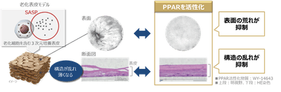 図2 PPARの活性化により老化細胞が引き起こす表皮変化が抑制される