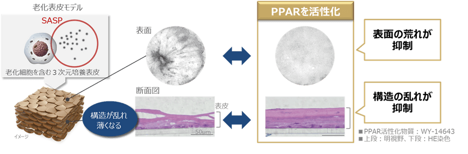 図2 PPARの活性化により老化細胞が引き起こす表皮変化が抑制される