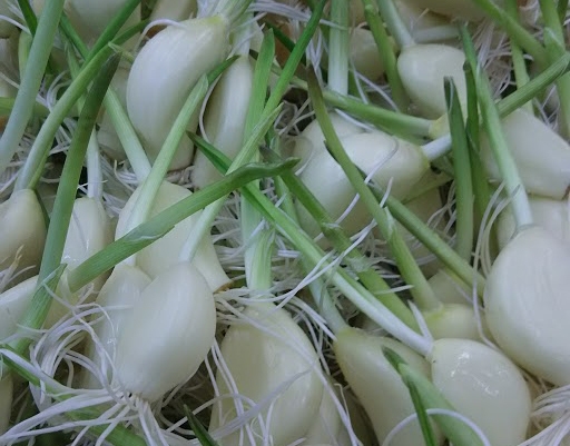 発芽にんにく
