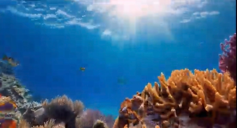 珊瑚礁の海を満喫