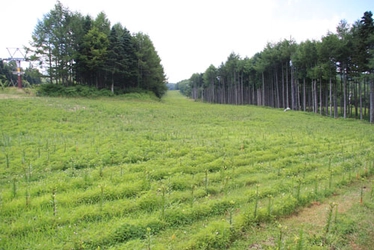 山梨県の避暑地・ふじてんリゾートリリーパーク　2011年7月16日(土)オープン致します！ オープンを前日に控え、7月15日　蕾が膨らみはじめました