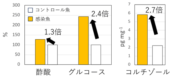 図1 フン中の代謝産物濃度の比較 酢酸、グルコースは絶対値ではないためコントロール魚のフン中濃度を100%とした時の感染魚のフン中濃度を%で表示 ※ 図1は原論文の「Table S3」および「Figure 6」の数値データを基に作成しています。