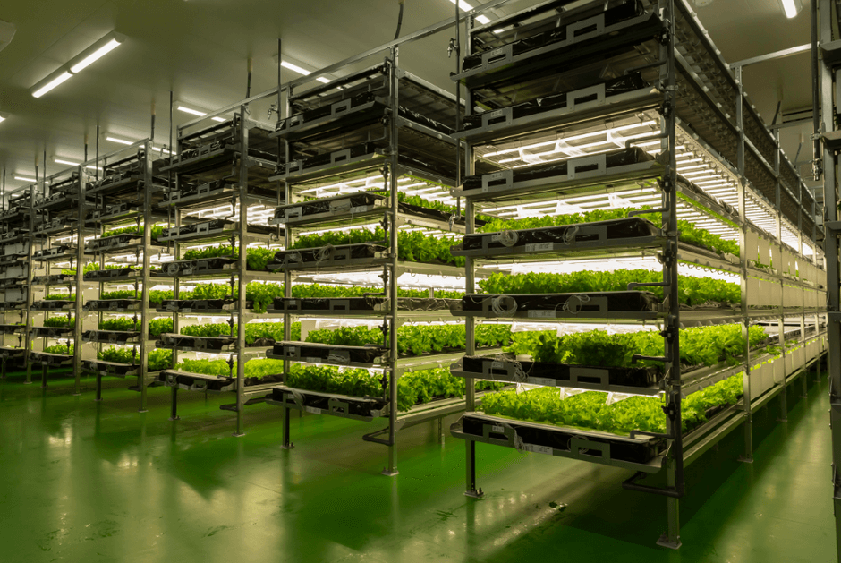 水耕栽培プールを用いた植物工場