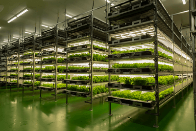 水耕栽培プールを用いた植物工場