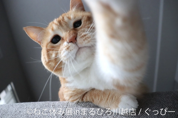 小江戸・川越に『ねこ休み展』初上陸！10周年記念となる今年、 大人気猫作品＆限定グッズなど満載で9/24(水)～10/6(月)に開催