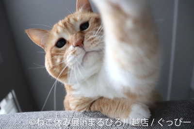 展示作品：ぐっぴー