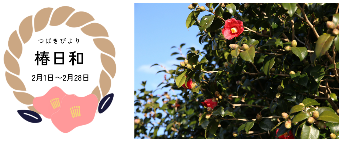 長崎県・新上五島町 もっと椿を好きになるイベント「椿日和」開催