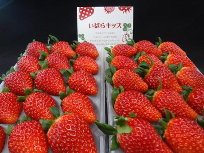茨城オリジナル品種のイチゴ「いばらキッス」