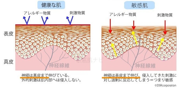 NGFで神経線維が伸びる