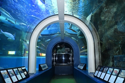 魚津水族館の富山湾大水槽
