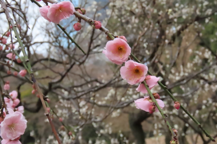 呉服枝垂（2月8日撮影）