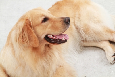 大型犬 ※イメージ