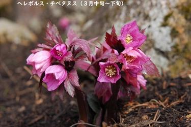 【六甲高山植物園】3月16日（土）シーズンOPEN！ 『牧野の足あと～博士と関西の仲間たち～』開催