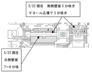 【志摩スペイン村】スタージャスミン、もうすぐ満開です！！