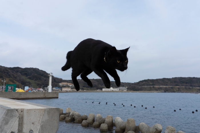 黒猫写真10