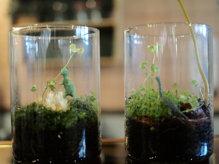 ガラスの中に手のひらサイズの森を制作し、ご自宅に帰った後も眺めて暮らしてみては。水晶のかけらもお使いいただけます。(数に限りあり。)