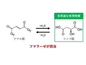 高い活性と熱安定性を兼ね備えたリンゴ酸生産酵素を発見 ～効率的なリンゴ酸生産への第一歩～