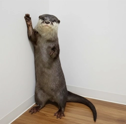 世界カワウソの日 World Otter Day2026 に「カワウソさんを知る」ワークショップの開始をお知らせします。