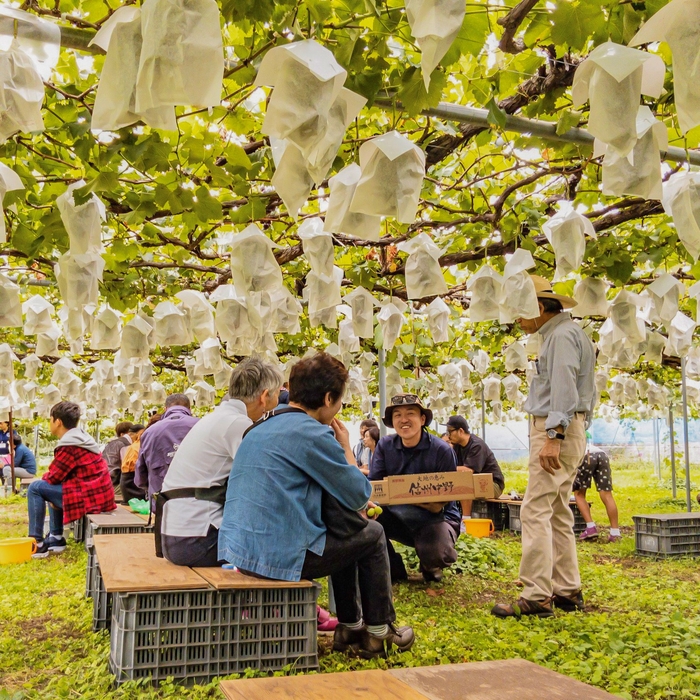 フルーツ狩り(ブドウ)