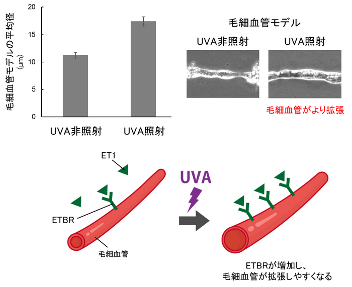 図3 UVAによる毛細血管の拡張