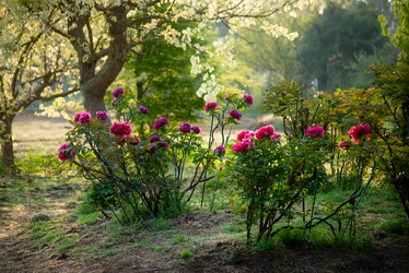 つくば牡丹園「PEONY GARDEN(ピオニー ガーデン) 2026」が 4/9(木)～5/24(日)期間限定オープン！グルメや体験企画も実施