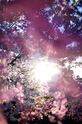蜷川実花《花、瞬く光》2022年 (c)mika ninagawa, Courtesy of Tomio Koyama Gallery