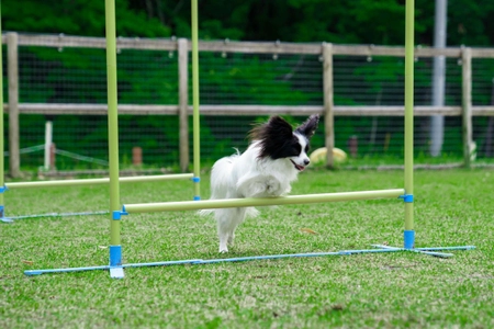 ワンちゃんと飼い主の素敵なコミュニティ 【With DOGs Club】～フォレストヒルズ那須～　 公式HPオープン記念 掲載料無料キャンペーンを実施！