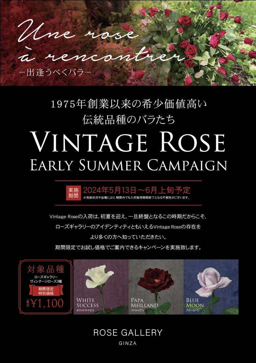 ローズギャラリーの歴史を語るバラ“Vintage Rose”に出逢う期間限定キャンペーン開催 『Une rose à rencontre』ウネ ロザ  ランコーント ～ 出逢うべくバラ～ | NEWSCAST