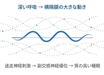 睡眠学の限界──睡眠の質を決めるのは環境ではなく、横隔膜が生む迷走神経刺激である
