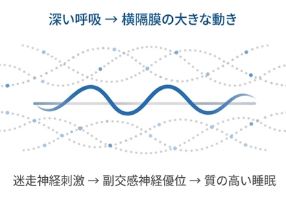 睡眠学の限界──睡眠の質を決めるのは環境ではなく、横隔膜が生む迷走神経刺激である