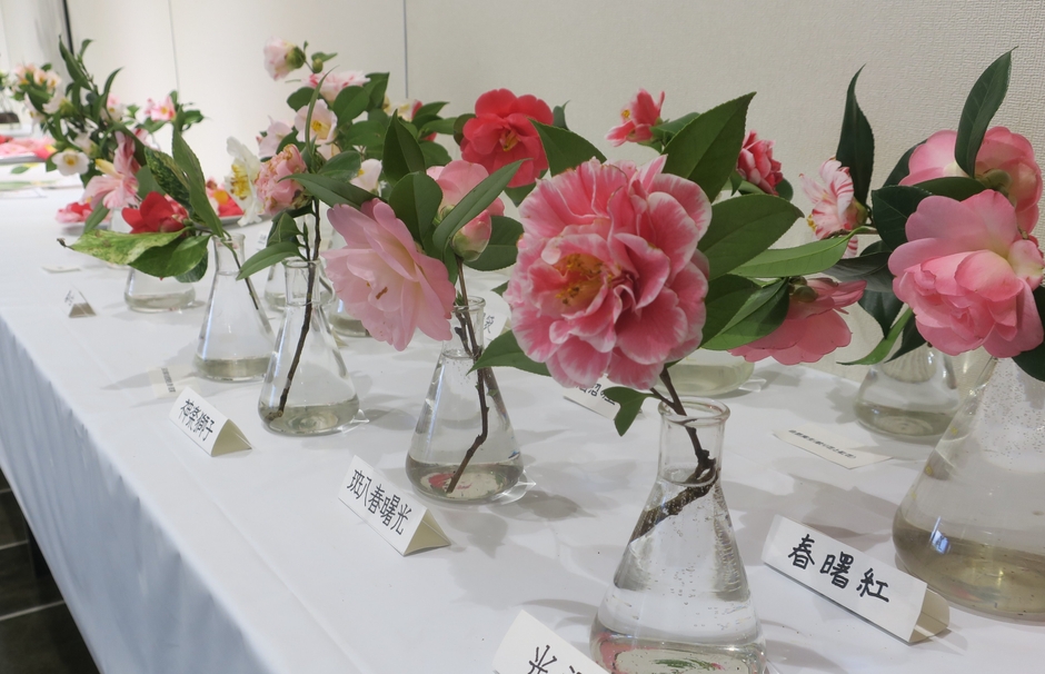 神代つばき展(令和6年撮影)