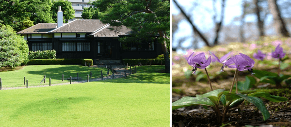 右：主屋と芝生地（昨年の様子）、左：カタクリの群生（昨年の様子）