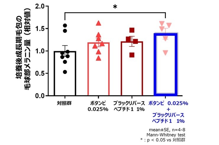 図6.毛包におけるメラニン含量の増加