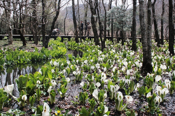 箱根湿生花園の水芭蕉