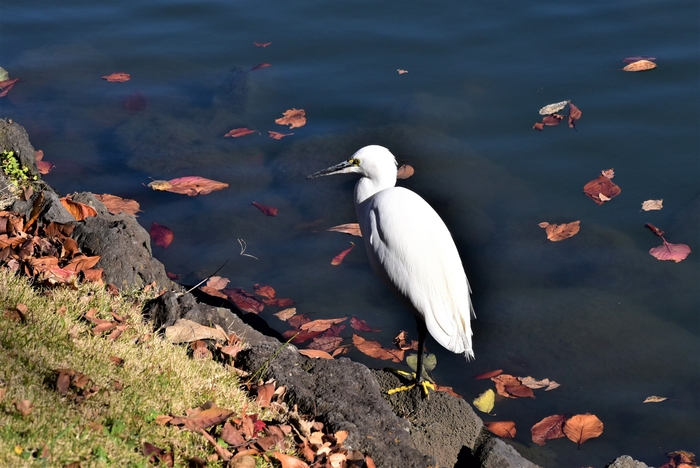 旧芝離宮恩賜庭園