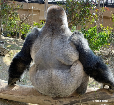 モモタロウのシルバーバック(写真提供・京都市動物園) 比べてみるとそっくりですね。