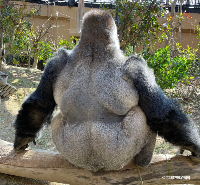  モモタロウのシルバーバック（写真提供・京都市動物園） 比べてみるとそっくりですね。