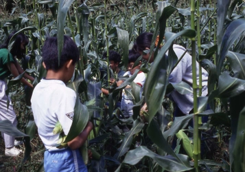 富士山の麓で夏野菜の収穫体験！ 8月中旬～11月上旬「高原野菜狩り」 ◇収穫体験とバーベキューがセットになりました◇ ～山梨県・鳴沢村　富士緑の休暇村～