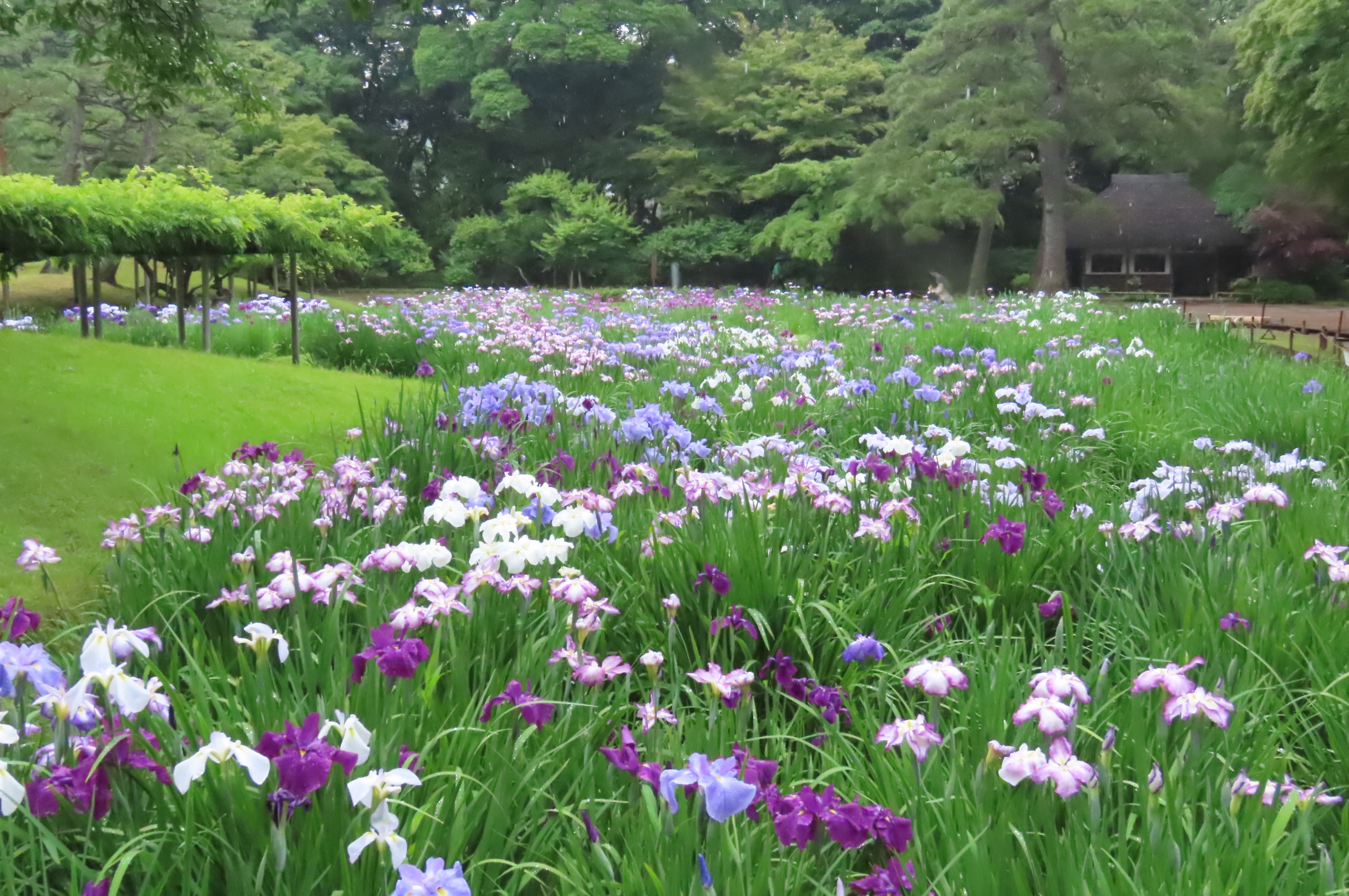 【小石川後楽園】初夏の彩り ハナショウブが見ごろを迎えたことをお知らせします