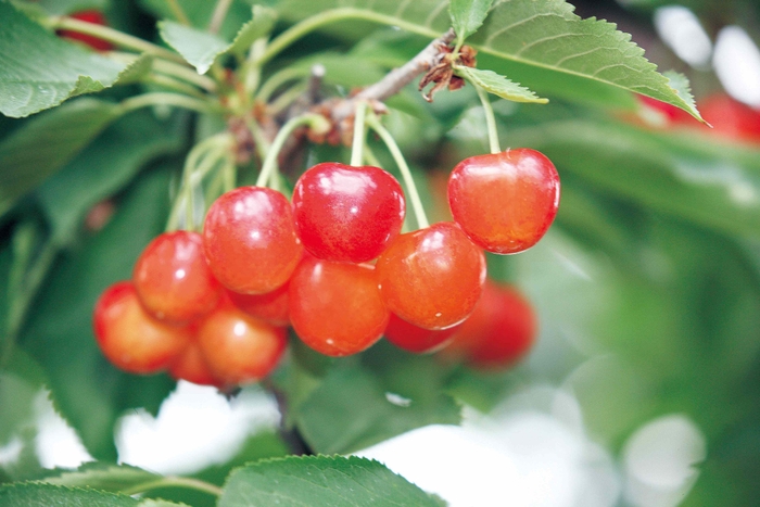 さくらんぼ イメージ(1)